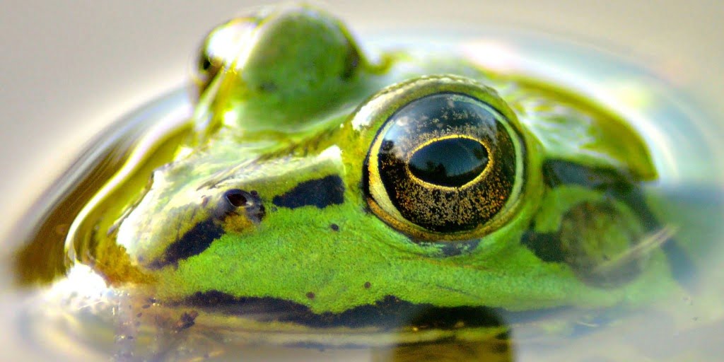 Avez-vous mangé votre grenouille, aujourd'hui? – La Mallette